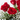 HONEYMOON (12 ROSAS + PANICULATA + HELECHO)