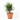 PALMERA YUCCA EXTERIOR Tarrina 40cm