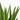 PALMERA YUCCA EXTERIOR Tarrina 40cm