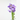 VANDA ORQUIDEA