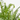 NEPHROLEPIS CORDATA MACETA 3L