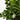CALAMONDINO ENANO TERRAZA MACETA 20CM Maceta 5L - Especial terraza -