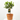 CHINOTTO ENANO TERRAZA MACETA 20CM