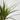 DRACENA MARGINATA MACETA 11CM Diámetro 11 cm