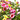 PLANTAS VARIADAS MACETA 5L COLGADOR