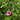 DIASCIA MACETA 13CM