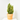 EUONYMUS JAPONICUS GOLDEN ROCKET MACETA 5L