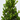 BUXUS MICROPHYLLA FAULKNER MACETA 10L CONO 40/60 CM