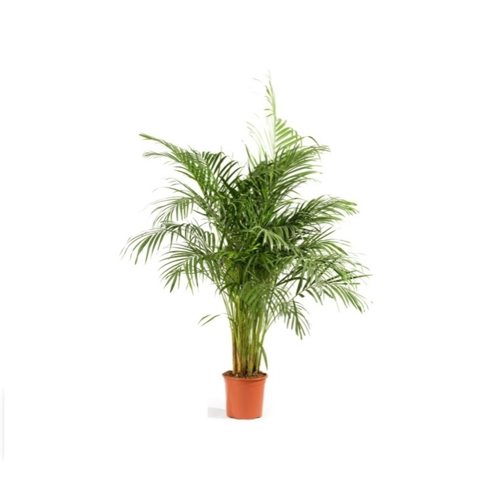 Areca Planta verde de interior