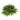 Helecho - Planta online Verdecora