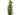 SCHEFFLERA GOLD 5L