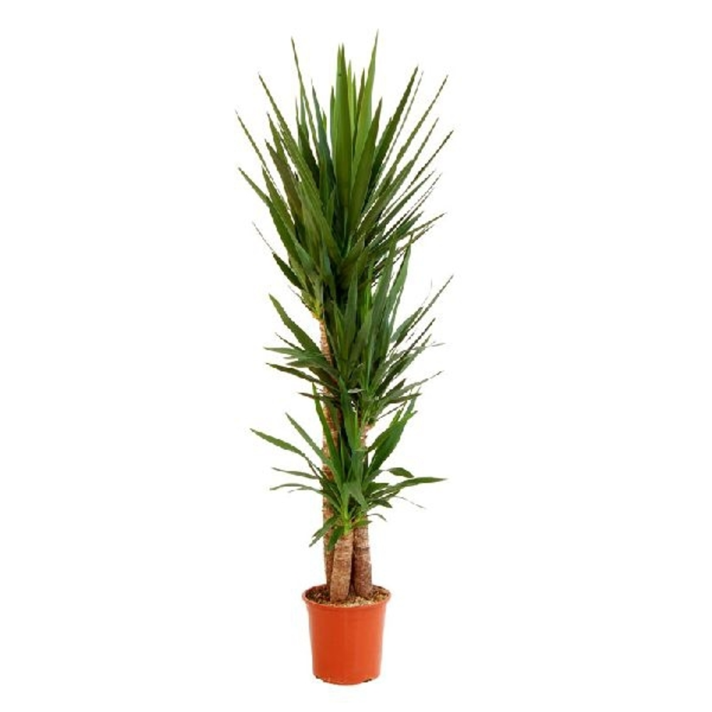 YUCCA - Verdecora