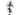 DRACENA MARGINATA MACETA 10 LITROS