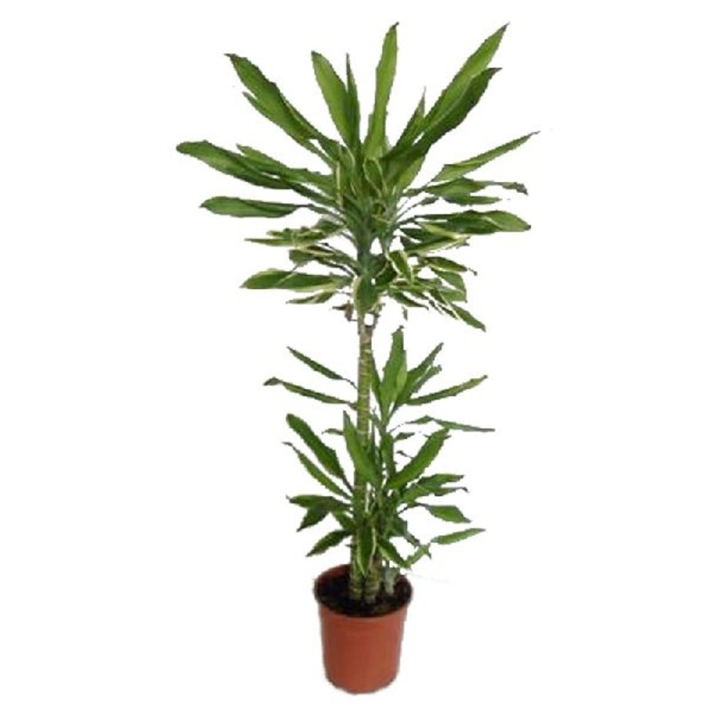 DRACENA VARIEDADES M-12