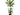 DRACENA VARIEDADES M-12