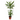 DRACENA VARIEDADES M-12