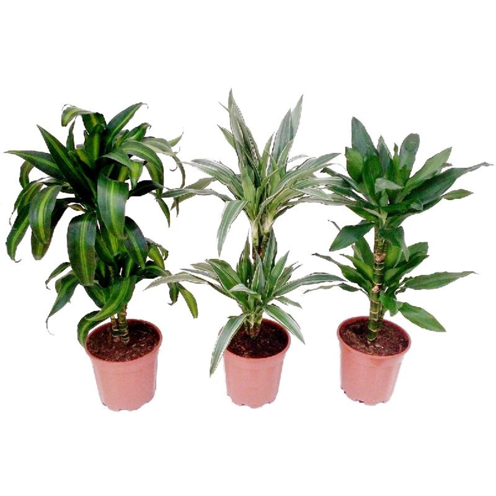 DRACENA VARIEDADES M-12