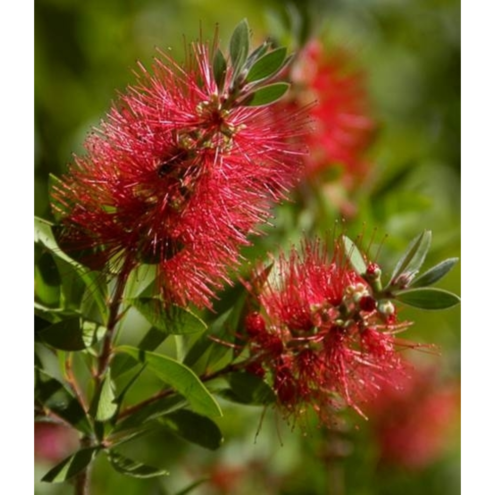 CALLISTEMON Planta