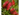 CALLISTEMON Planta