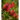 CALLISTEMON Planta