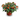 Lantana en maceta