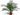Spathiphyllum