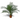 Spathiphyllum