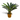 PALMERA CYCA Maceta 13cm