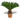 Palmera Cyca