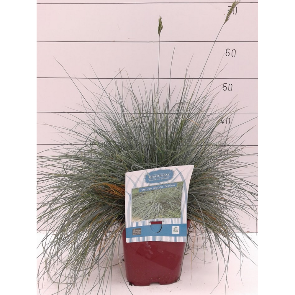 GRAMINEA