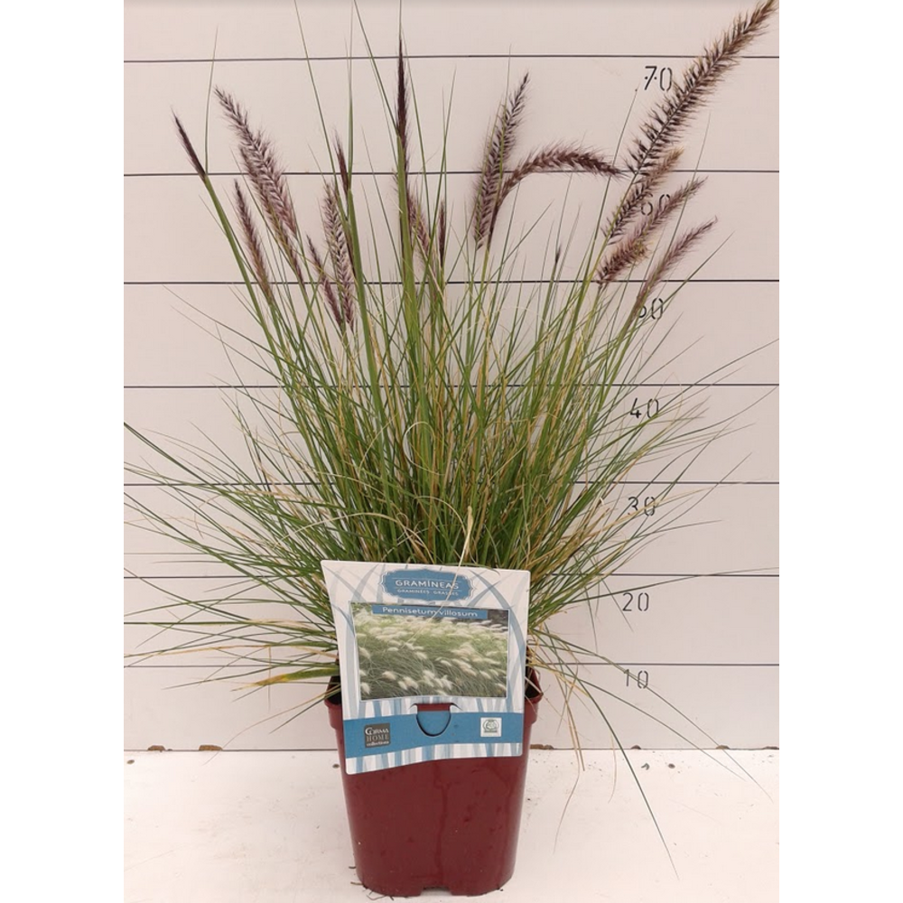 GRAMINEA