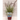GRAMINEA