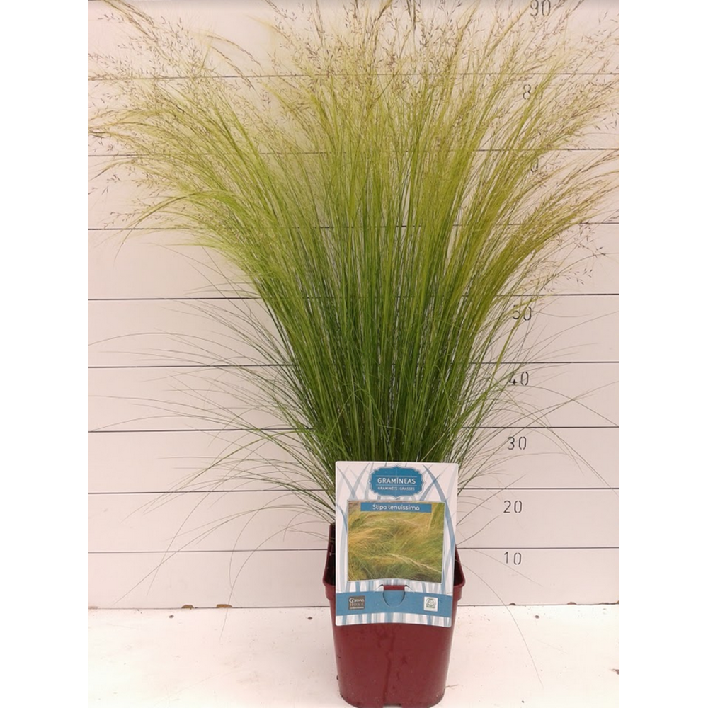 GRAMINEA