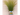GRAMINEA