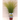 GRAMINEA