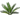 Palmera Cyca