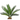Palmera Cyca