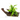 TRONCO MOPANI CON MICROSORIUM