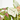 CALADIUM MIX MACETA 6CM