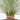 YUCCA ROSTRATA MACETA 15L