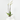 ORQUÍDEA PHALAENOPSIS BLANCA GRANDIFLORA