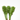 PICK EUPHORBIA. 17 CM. SURTIDO 6+6.