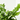 ASPLENIUM MICROSORUM COCODRILUS MACETA 20CM COLGANTE