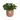 CUBRE VIBES DELICATE PINK Diámetro 7cm - Altura 7cm -