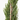 CUPRESSUS SEMPERVIRENS  175/200 10L