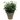 PLANTA VERDE 26CM MACETA
