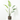 TRAVELLER PALM X 8. 152 CM. VERDE