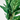 DIEFFENBACHIA PLANT. 86 CM. NATURAL.