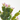 MINI SCHLUMBERGERA. 30 CM.