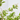DEUTZIA MACETA 3L